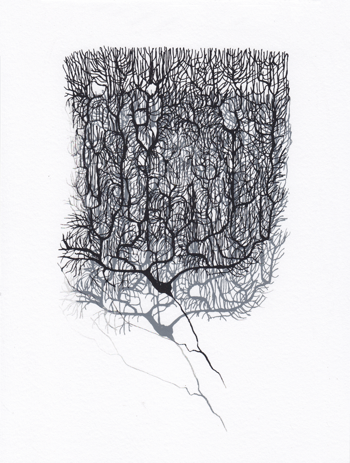 Anatomy of a Purkinje neuron inspired by Santiago Ramón y Cajal, Dorota Piekorz, 2017