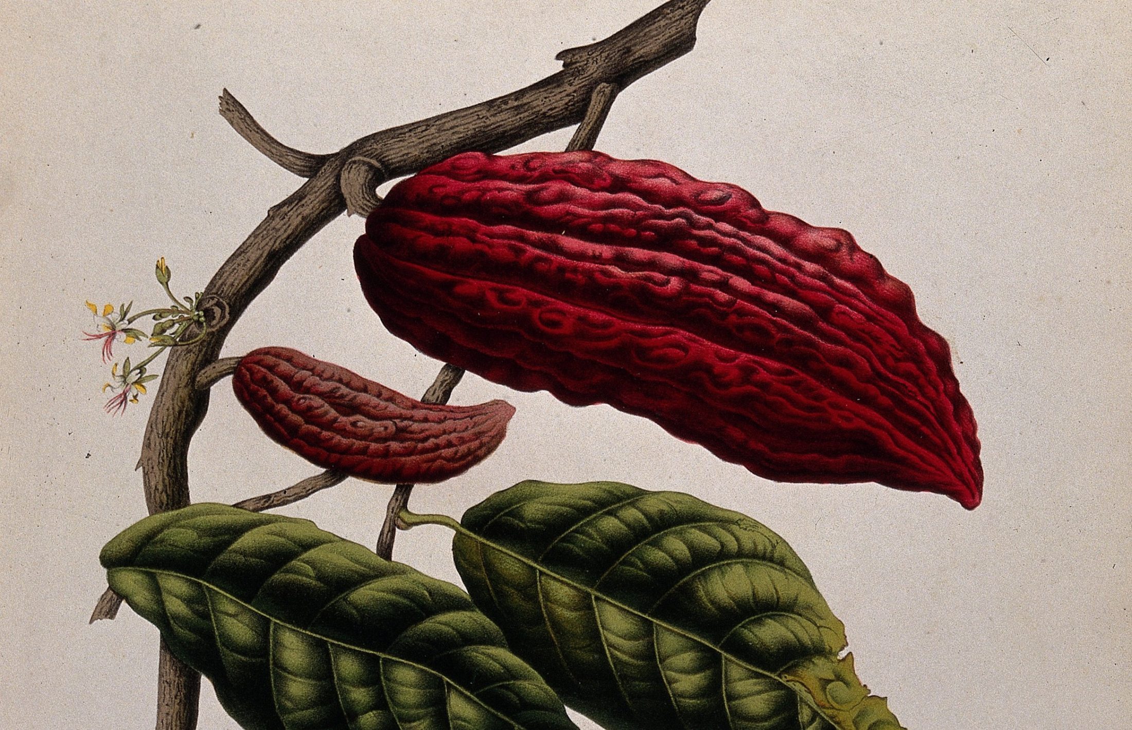 Craving Assemblages: Consciousness and Chocolate Desire | Capacious
